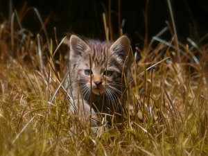 Котенок в траве - скачать обои на рабочий стол