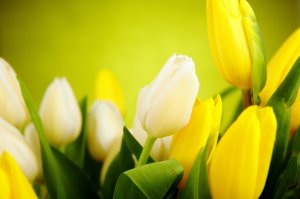 Белые и желтые тюльпаны - скачать обои на рабочий стол
