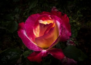 Роза розовая с желтым - скачать обои на рабочий стол