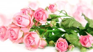 Розовые розы - скачать обои на рабочий стол