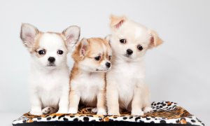Три щенка - скачать обои на рабочий стол