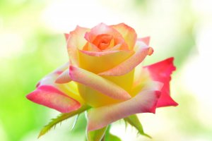 Желто-розовая роза - скачать обои на рабочий стол