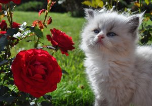 Котенок и розы - скачать обои на рабочий стол