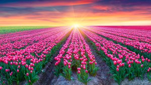 Восход над полями тюльпанов - скачать обои на рабочий стол