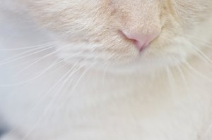 Кошачий нос - скачать обои на рабочий стол