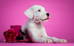 Белоснежный щенок - скачать обои на рабочий стол