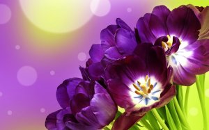 Фиолетовые тюльпаны - скачать обои на рабочий стол