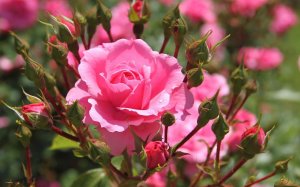 Розовые розы - скачать обои на рабочий стол