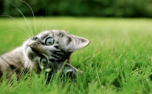 Котёнок на траве - скачать обои на рабочий стол