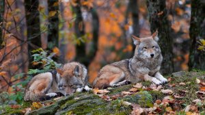 Волки в лесу - скачать обои на рабочий стол