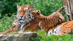 Тигриная семейка - скачать обои на рабочий стол