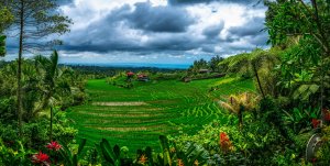Тропические поля Индонезии - скачать обои на рабочий стол