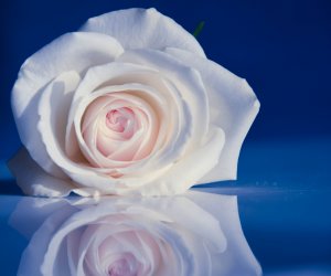 Бутон белой розы - скачать обои на рабочий стол