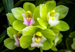 Желтая орхидея - скачать обои на рабочий стол