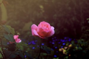 Розовая роза с голубыми цветами на фоне - скачать обои на рабочий стол
