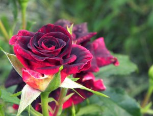 Красивая бардовая роза - скачать обои на рабочий стол