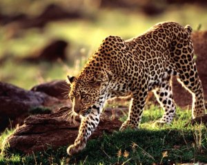 Леопард в дикой природе - скачать обои на рабочий стол