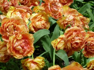 Махровые тюльпаны - скачать обои на рабочий стол