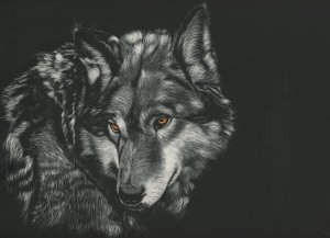 Портрет волка - скачать обои на рабочий стол