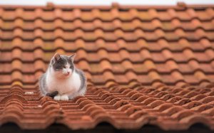 Кот на крыше - скачать обои на рабочий стол