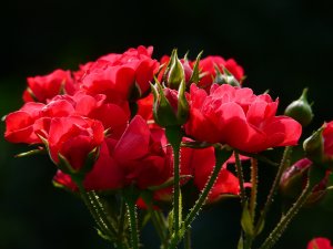 Соцветия роз - скачать обои на рабочий стол