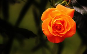 Оранжевая роза - скачать обои на рабочий стол