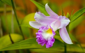 Сиреневая орхидея - скачать обои на рабочий стол