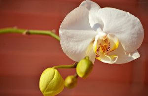 Золотая орхидея - скачать обои на рабочий стол