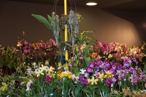 Сообщество орхидей - скачать обои на рабочий стол