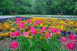 Парк тюльпанов в Венгрии - скачать обои на рабочий стол