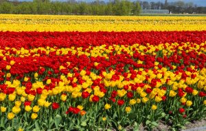 Желтые и красные тюльпаны - скачать обои на рабочий стол