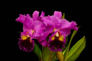 Букет орхидей - скачать обои на рабочий стол