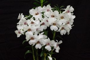 Куст белых орхидей - скачать обои на рабочий стол