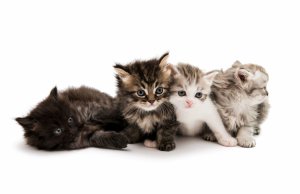 Четыре котенка - скачать обои на рабочий стол