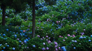 Японский сад гортензии - скачать обои на рабочий стол