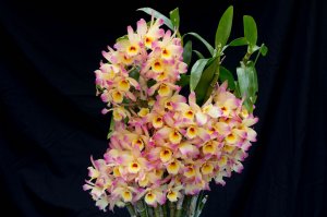 Большой букет орхидей - скачать обои на рабочий стол