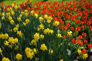 Нарциссы и тюльпаны в парке - скачать обои на рабочий стол