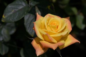 Желтая роза - скачать обои на рабочий стол