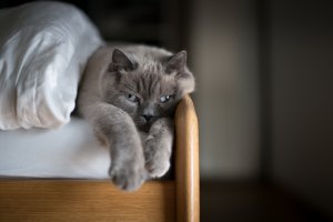 Серый кот - скачать обои на рабочий стол