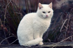 Белый котейка - скачать обои на рабочий стол