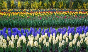 Тюльпаны и гиацинты в Нидерландах - скачать обои на рабочий стол