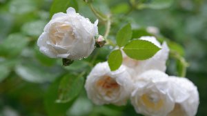 Бутоны белой розы - скачать обои на рабочий стол