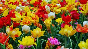 Цветущие поля тюльпанов - скачать обои на рабочий стол