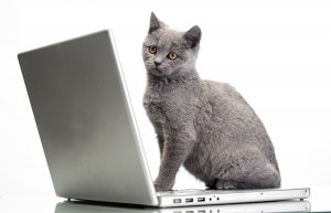 Кот и лэптоп - скачать обои на рабочий стол