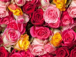 Цветы роз - скачать обои на рабочий стол