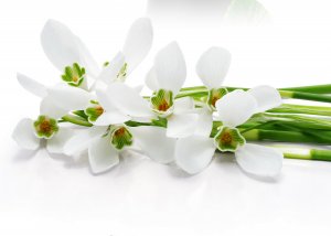 Белая орхидея - скачать обои на рабочий стол