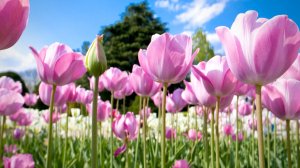Розовые тюльпаны в небе - скачать обои на рабочий стол