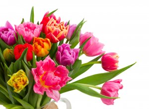Декоративные тюльпаны - скачать обои на рабочий стол