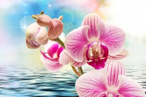 Обои для рабочего стола: Орхидея в розовом