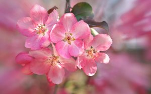 Цветение яблони - скачать обои на рабочий стол